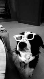 chien a lunettes