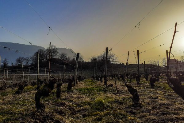 Au Domaine Paul Gadenne c’est l’arrivée du printemps